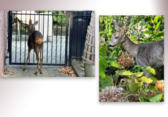 Een verrassende bezoeker op het terrein van het Openluchtmuseum