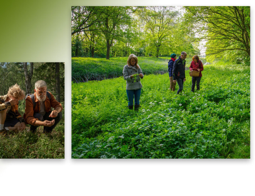 Seizoenswandeling eetbare wilde planten