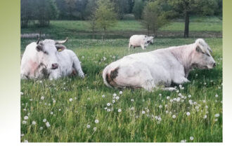 Spirituele Natuurwandelingen om ‘anders naar de natuur’ te kijken