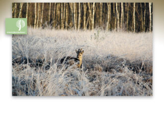 Ga mee op Natuursafari in de Engbertsdijksvenen