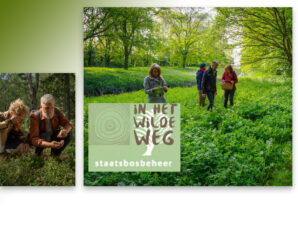 Wildplukwandeling in het Drents Friese Wold