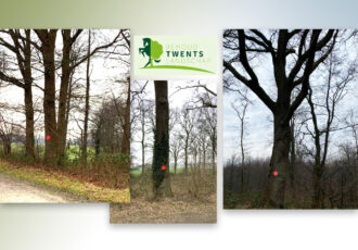 Stichting Behoud Twents Landschap adviseert: ‘Laat beeldbepalende eiken staan’