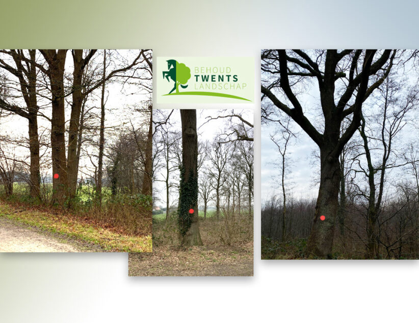 Stichting Behoud Twents Landschap adviseert: ‘Laat beeldbepalende eiken staan’